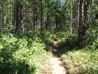 Trail into the Bechler